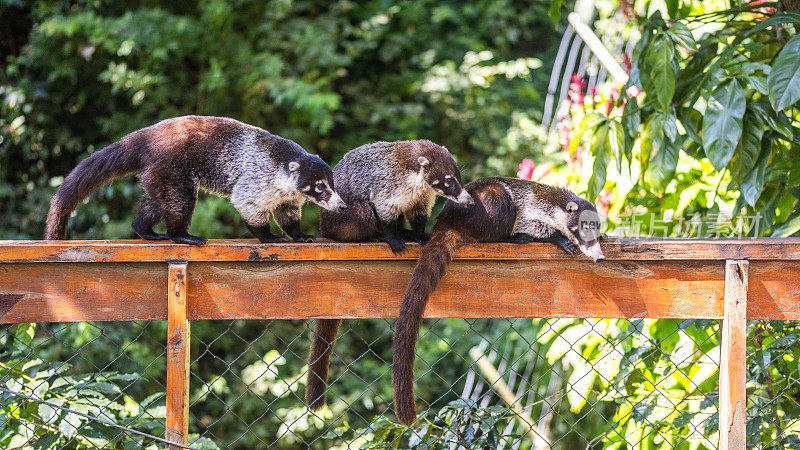 白鼻长鼻浣熊或白鼻长鼻浣熊，(Nasua narica)， Coatí de nariz blanca, Pizote，白鼻长鼻浣熊，nez blanc或coati brun。